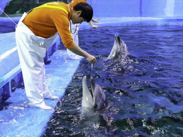 꼬마돌고래 ‘고장수’, 고래생태체험관서 “공개”
