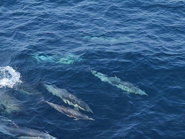 고래바다여행선 올해 첫 참돌고래떼 발견