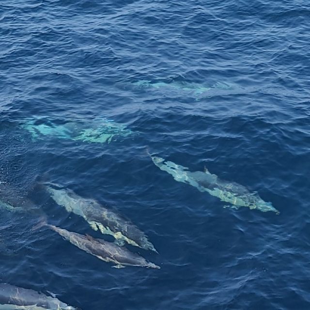 고래바다여행선 올해 첫 참돌고래떼 발견