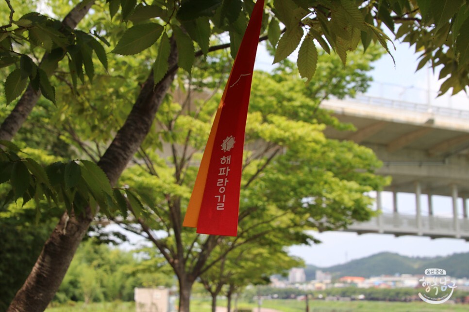 [블로그 기자] 울산 남구 태화강 국가정원교부터 구 삼호교 구간 산책 코스 사진 21