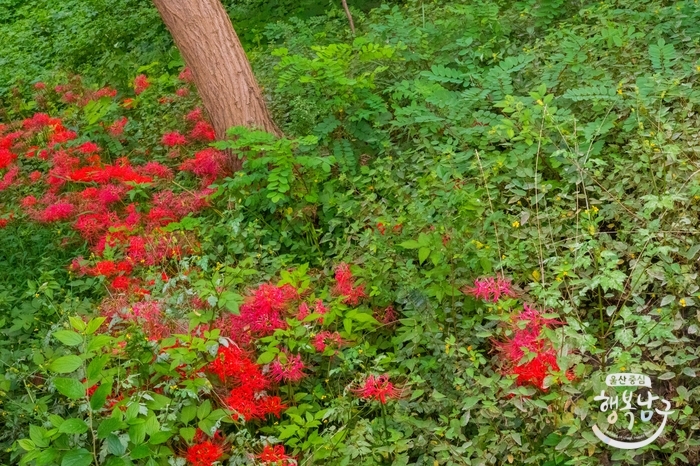 [블로그 기자] 선암호수 공원에 다양한 가을꽃이 피었습니다. 사진 15