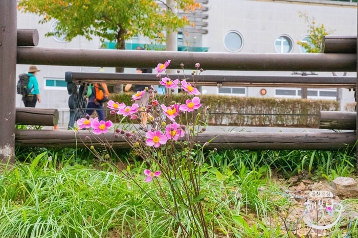 [블로그 기자] 선암호수 공원에 다양한 가을꽃이 피었습니다. 사진 8