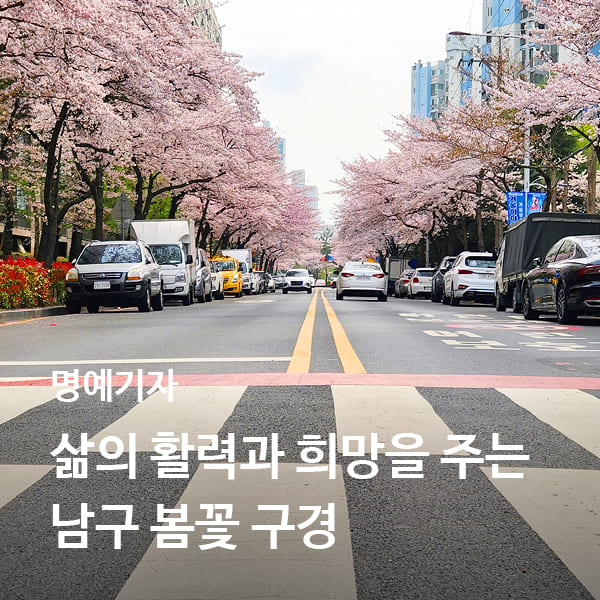[명예기자]  삶의 활력과 희망을 주는 봄꽃 구경은 남구가 최적이다. 
