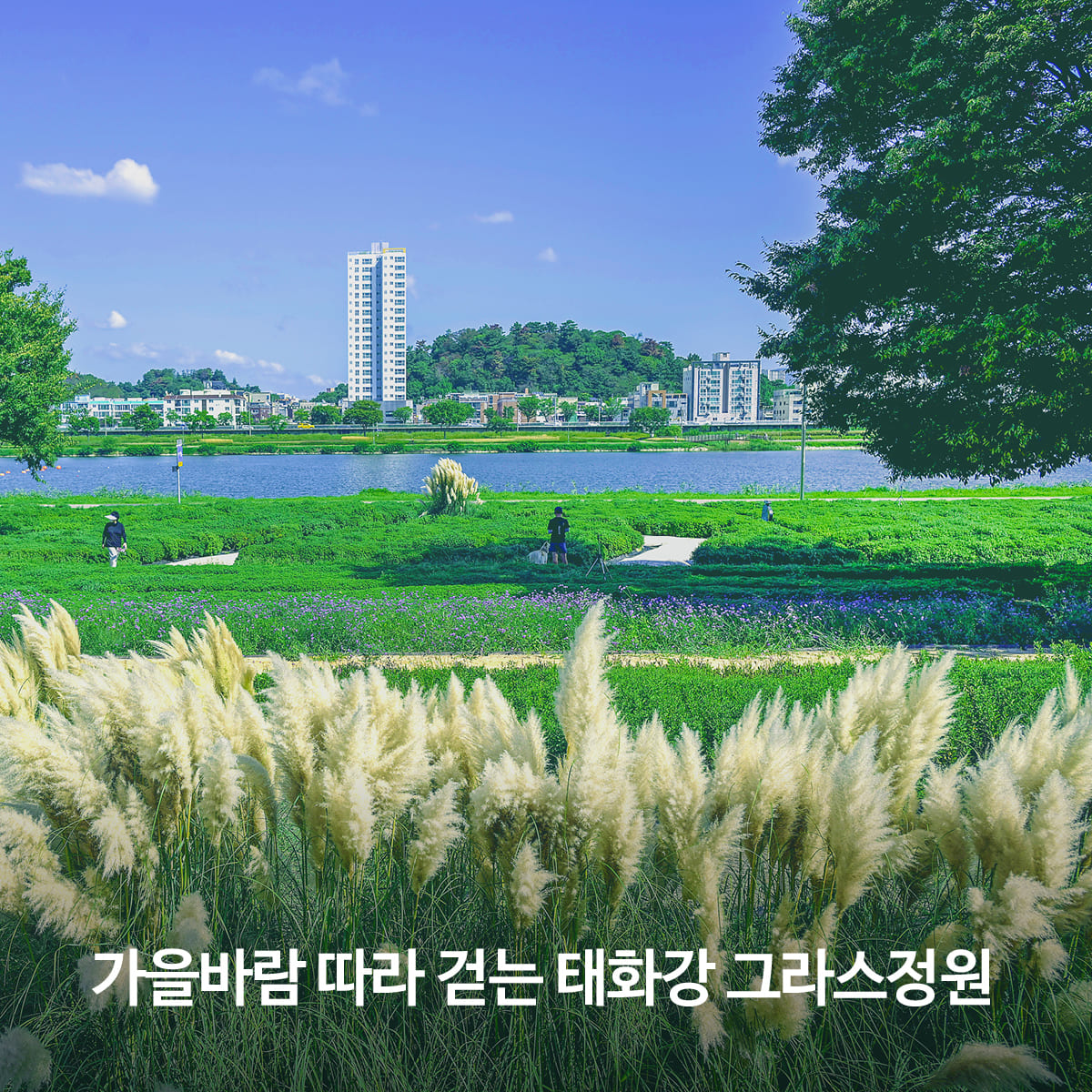 가을바람 따라 걷는 태화강 그라스정원