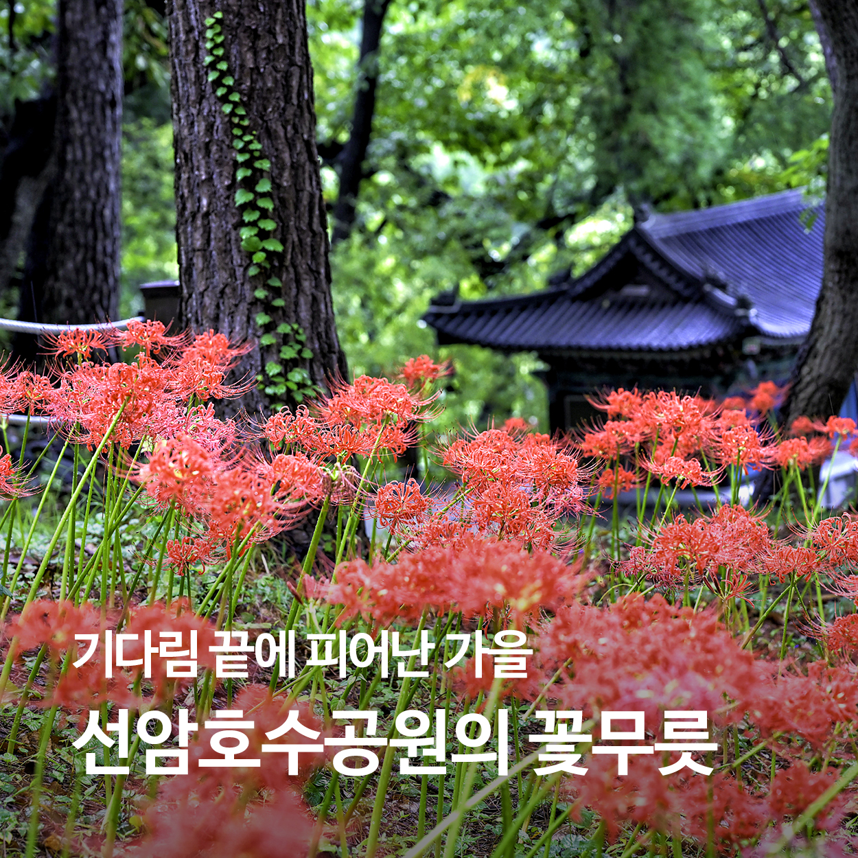기다림 끝에 피어난 가을, 선암호수공원의 꽃무릇